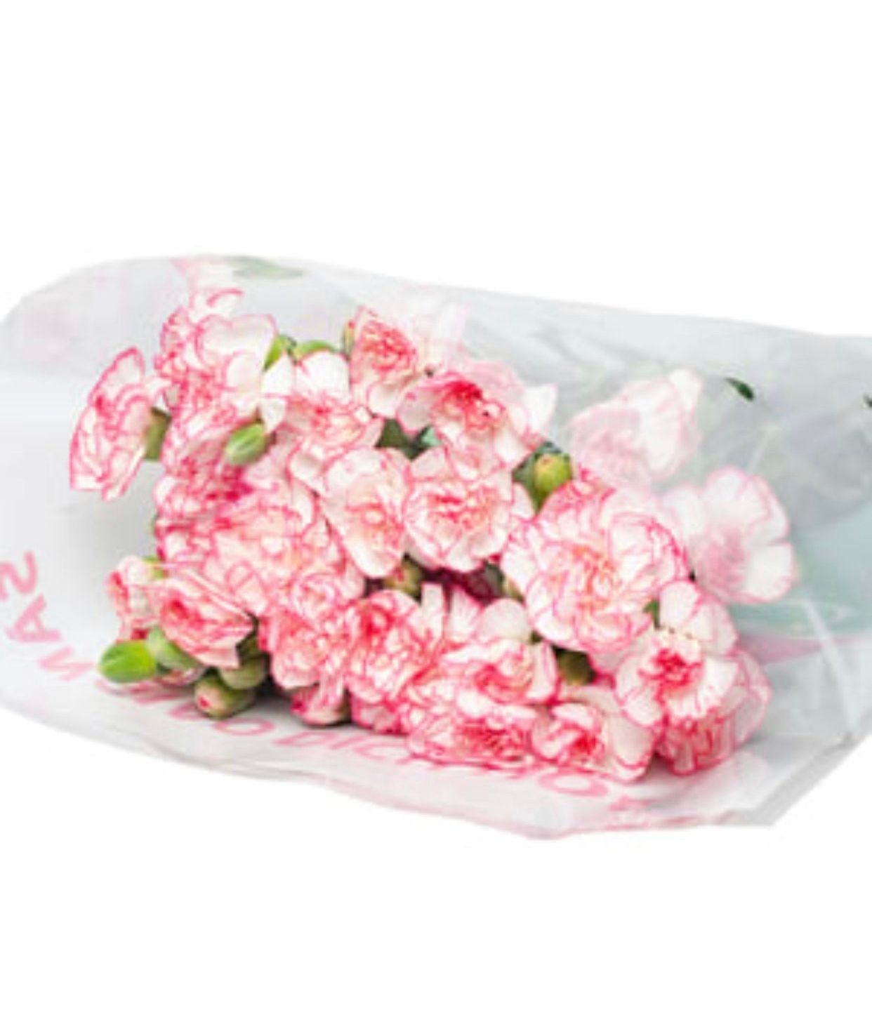  Hoa Cẩm Chướng Chùm - HCC22 