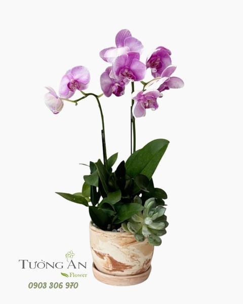 Chậu Lan Hồ Điệp Tím Dịu Thanh Tâm - LHD108