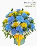  Chậu Sen Đá Sắc Màu Hy Vọng - SD07 