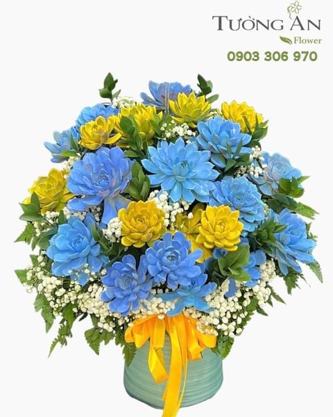 Chậu Sen Đá Sắc Màu Hy Vọng - SD07