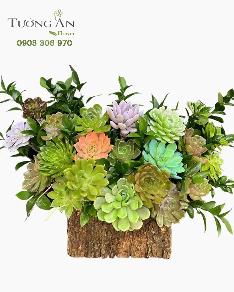  Chậu Sen Đá Sắc Xanh Bền Vững - SD16 