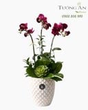  Chậu Lan Hồ Điệp Lan Đỏ Quyến Rũ - LHD123 