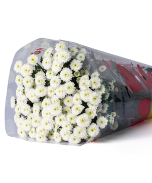  Hoa Cúc Calimero - HCC23 