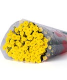  Hoa Cúc Calimero - HCC23 