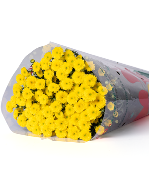  Hoa Cúc Calimero - HCC23 