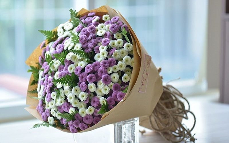  Hoa Cúc Calimero - HCC23 