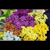  Hoa Cúc Calimero - HCC23 