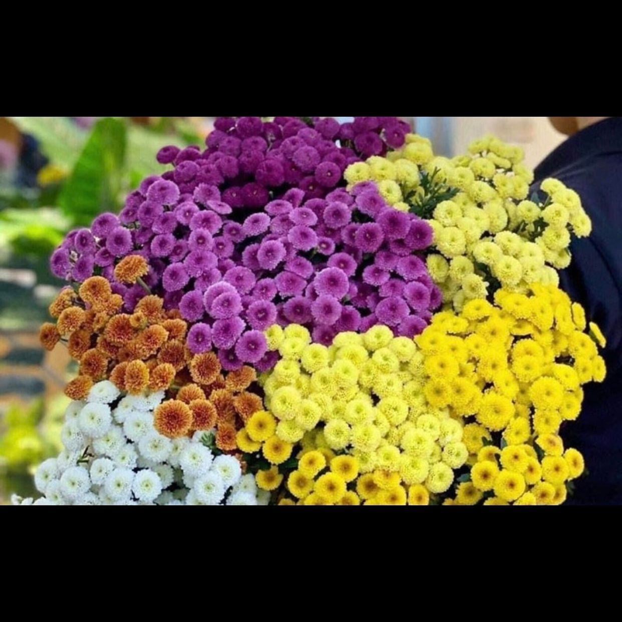  Hoa Cúc Calimero - HCC23 