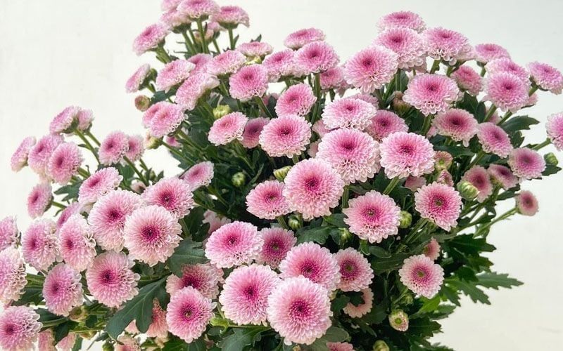  Hoa Cúc Calimero - HCC23 