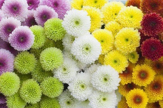  Hoa Cúc Calimero - HCC23 