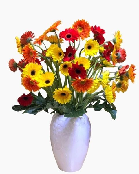 Hoa Đồng Tiền - HCC12