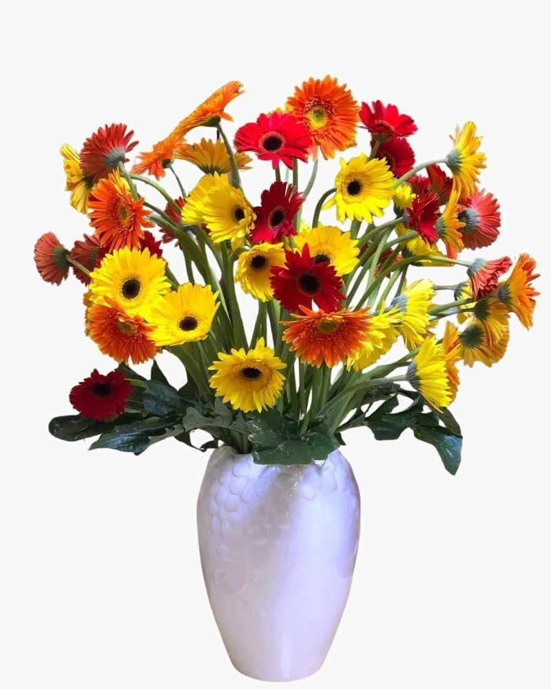  Hoa Đồng Tiền - HCC12 