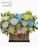  Chậu Sen Đá Mộc Viên Phồn Thịnh - SD17 