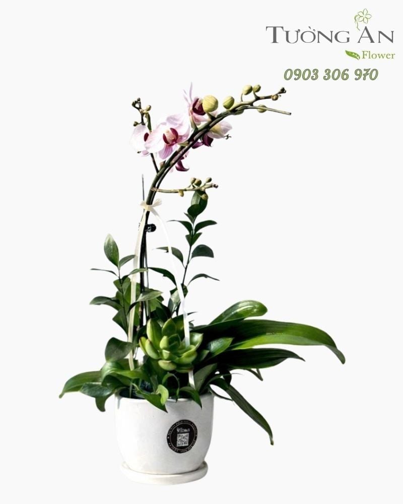  Chậu Lan Hồ Điệp Lan Hồng Dáng Bay - LHD124 