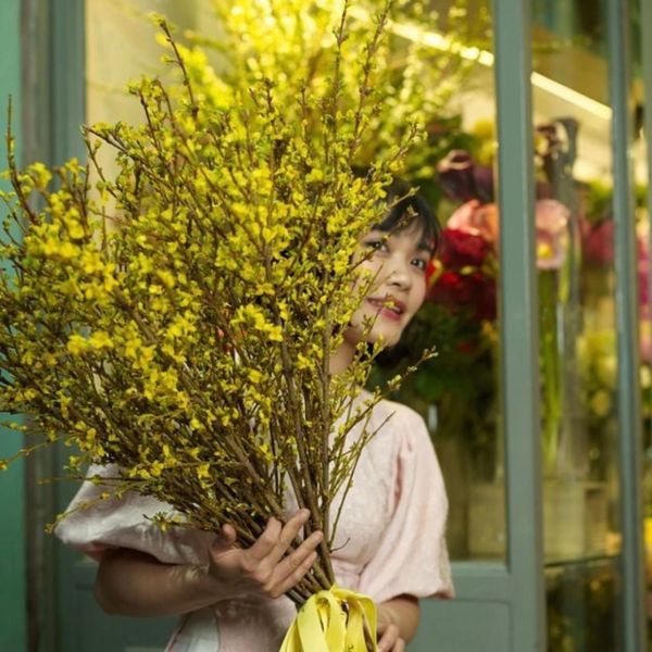  Hoa Mai Mỹ - HCC24 