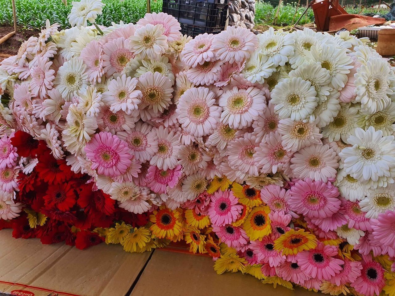  Hoa Đồng Tiền - HCC12 