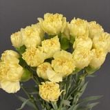  Cẩm Chướng Đơn - HCC25 