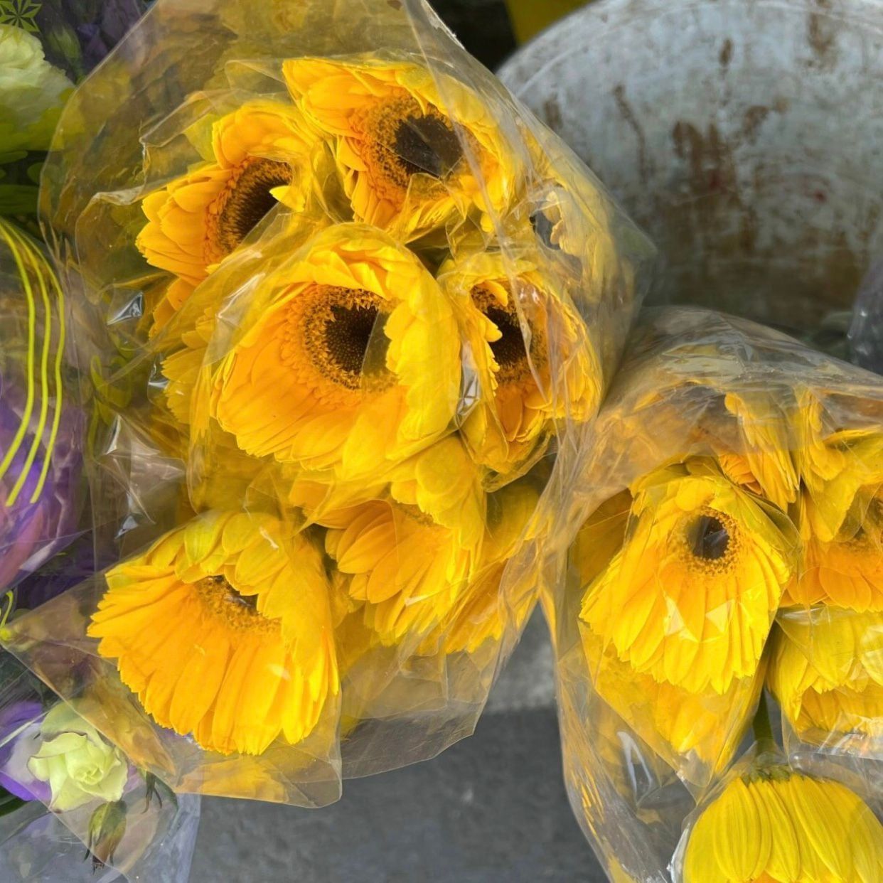  Hoa Đồng Tiền - HCC12 