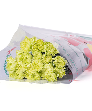  Cẩm Chướng Đơn - HCC25 