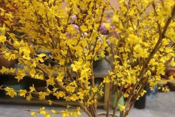  Hoa Mai Mỹ - HCC24 