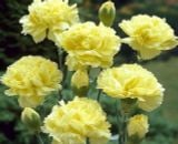  Cẩm Chướng Đơn - HCC25 