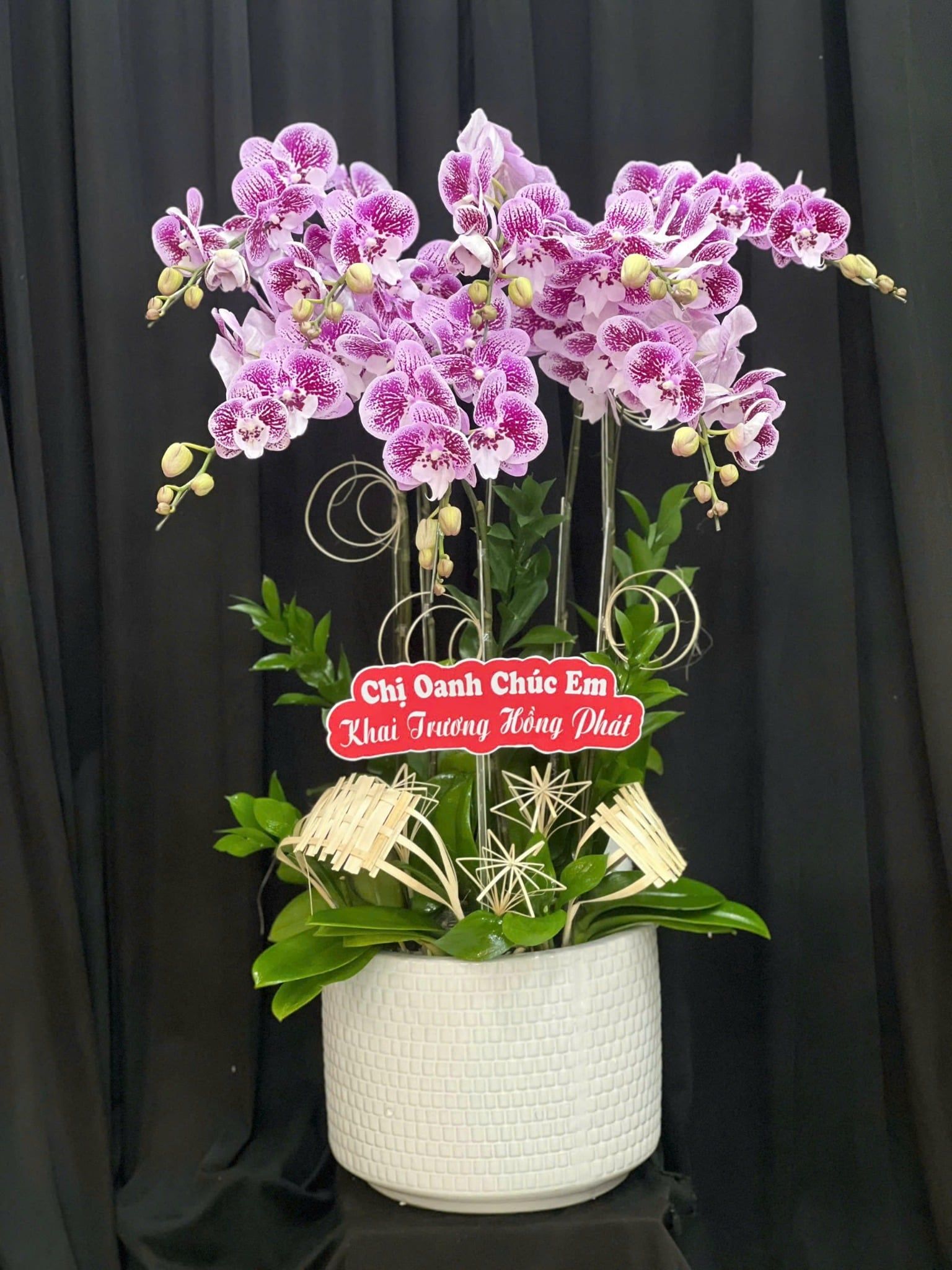  Chậu Lan Hồ Điệp Hồng Thủy Chung - LHD132 