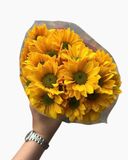  Hoa Cúc Mai - HCC26 