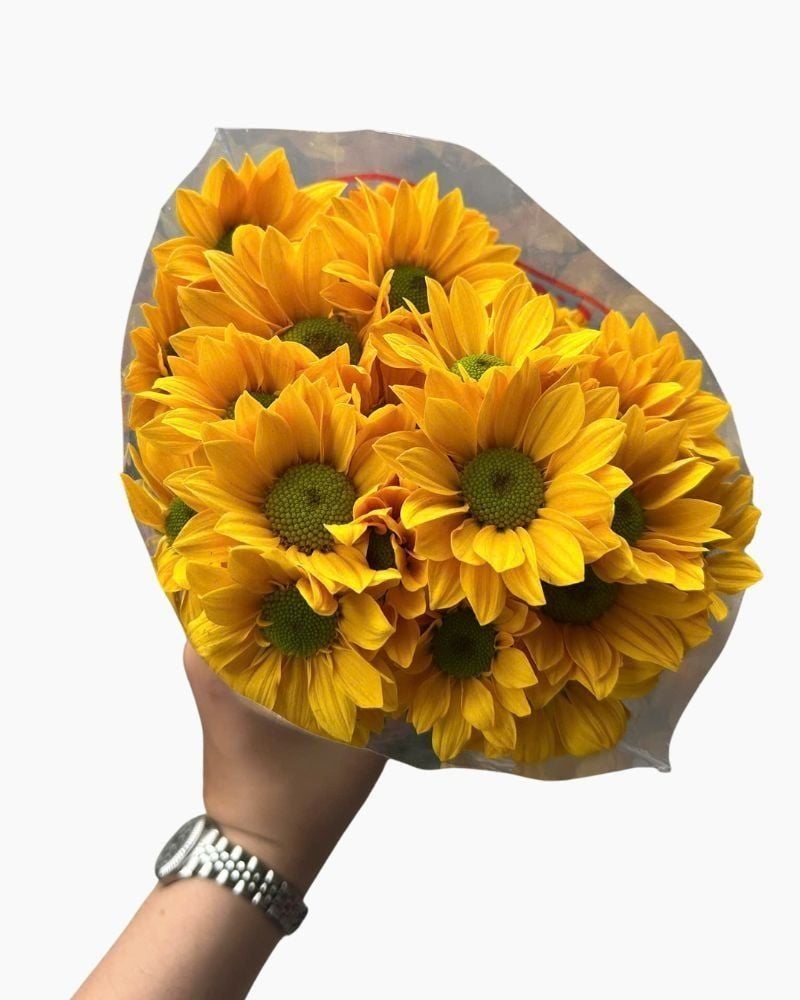  Hoa Cúc Mai - HCC26 