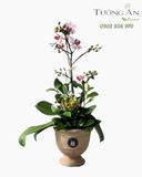  Chậu Lan Hồ Điệp An Nhiên Phúc Lộc - LHD125 