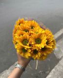  Hoa Cúc Mai - HCC26 