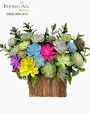  Chậu Sen Đá Bản Hòa Ca Thiên Nhiên - SD19 
