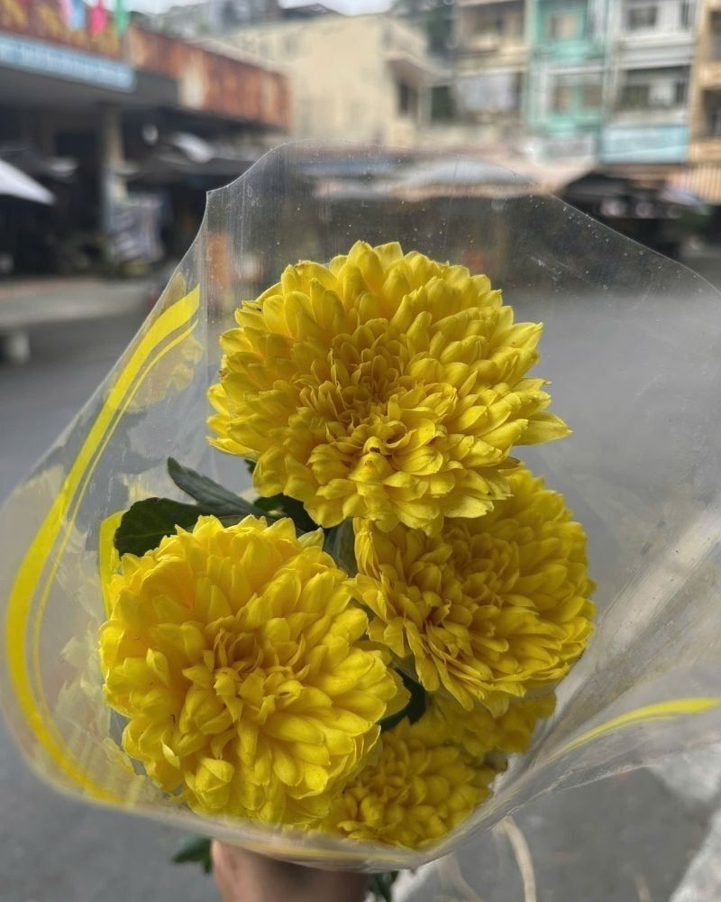  Hoa Cúc Chén - HCC27 