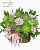  Chậu Sen Đá Xuân Xanh Viên Mãn - SD20 