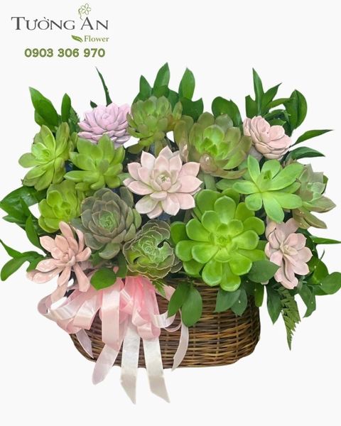 Chậu Sen Đá Xuân Xanh Viên Mãn - SD20