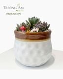  Chậu Sen Đá Ngọc Lục Phúc Duyên - SD06 