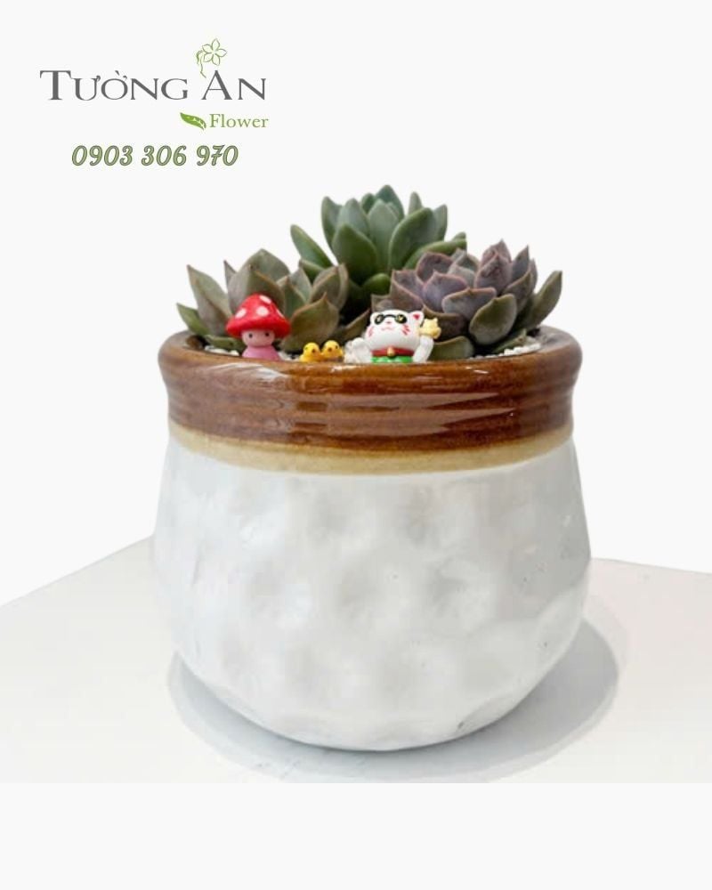  Chậu Sen Đá Ngọc Lục Phúc Duyên - SD06 