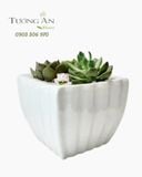  Chậu Sen Đá Ngọc Bình An - SD01 