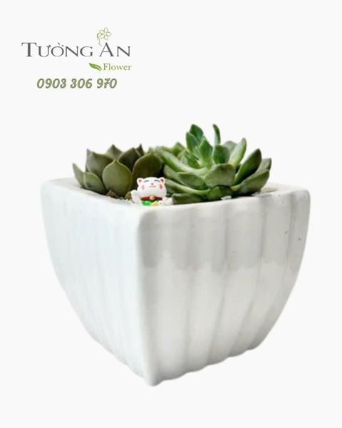 Chậu Sen Đá Ngọc Bình An - SD01