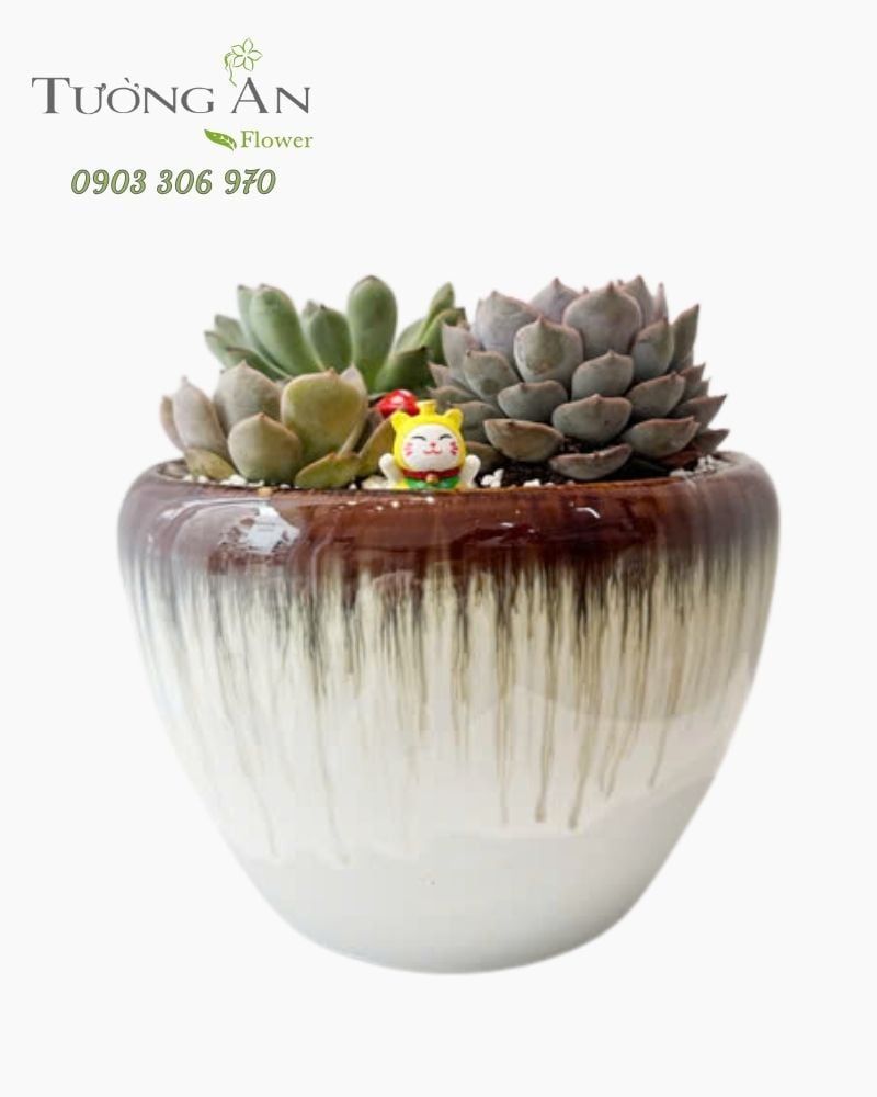  Chậu Sen Đá Thanh Ngọc Vườn Nhỏ - SD03 
