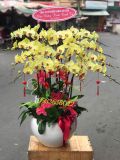  Chậu Lan Hồ Điệp Phú Quý An Khang - LHD42 