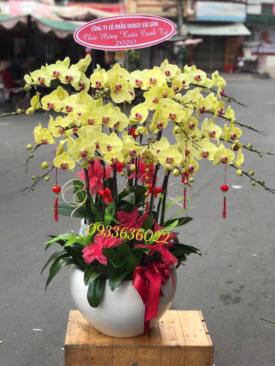  Chậu Lan Hồ Điệp Phú Quý An Khang - LHD42 