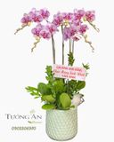  Chậu Lan Hồ Điệp Hồng Phúc Trường Khang - LHD29 