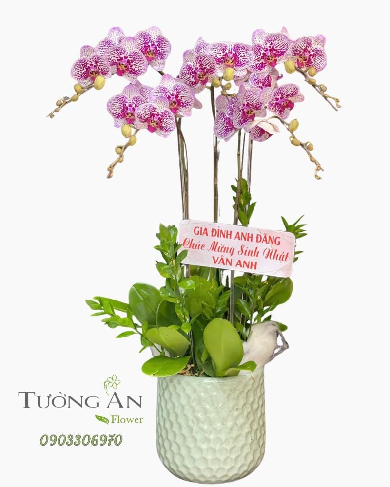  Chậu Lan Hồ Điệp Hồng Phúc Trường Khang - LHD29 