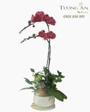  Chậu Lan Hồ Điệp Sắc Đỏ Thịnh Vượng - LHD112 