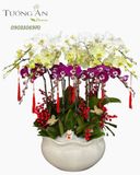  Chậu Lan Hồ Điệp Hưng Vượng Cát Tường - LHD59 