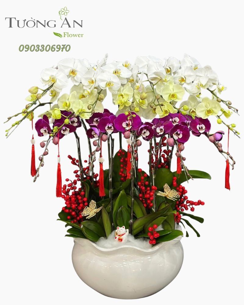  Chậu Lan Hồ Điệp Hưng Vượng Cát Tường - LHD59 