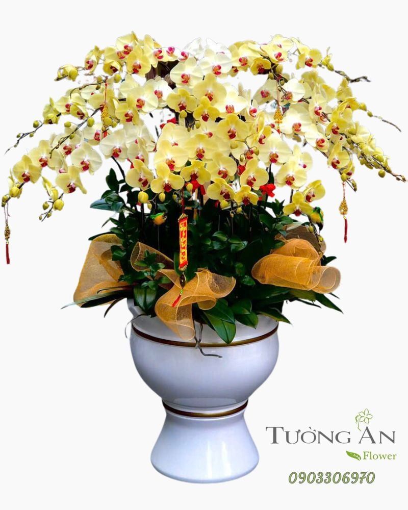  Chậu Lan Hồ Điệp Cát Tường Hưng Thịnh - LHD43 