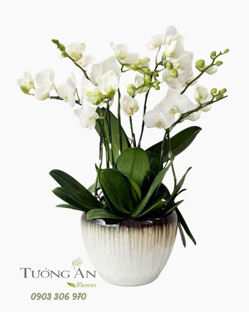  Chậu Lan Hồ Điệp Bạch Lan Thanh Khiết - LHD98 