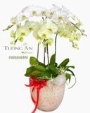  Chậu Lan Hồ Điệp Bạch Ngọc Phú An - LHD67 