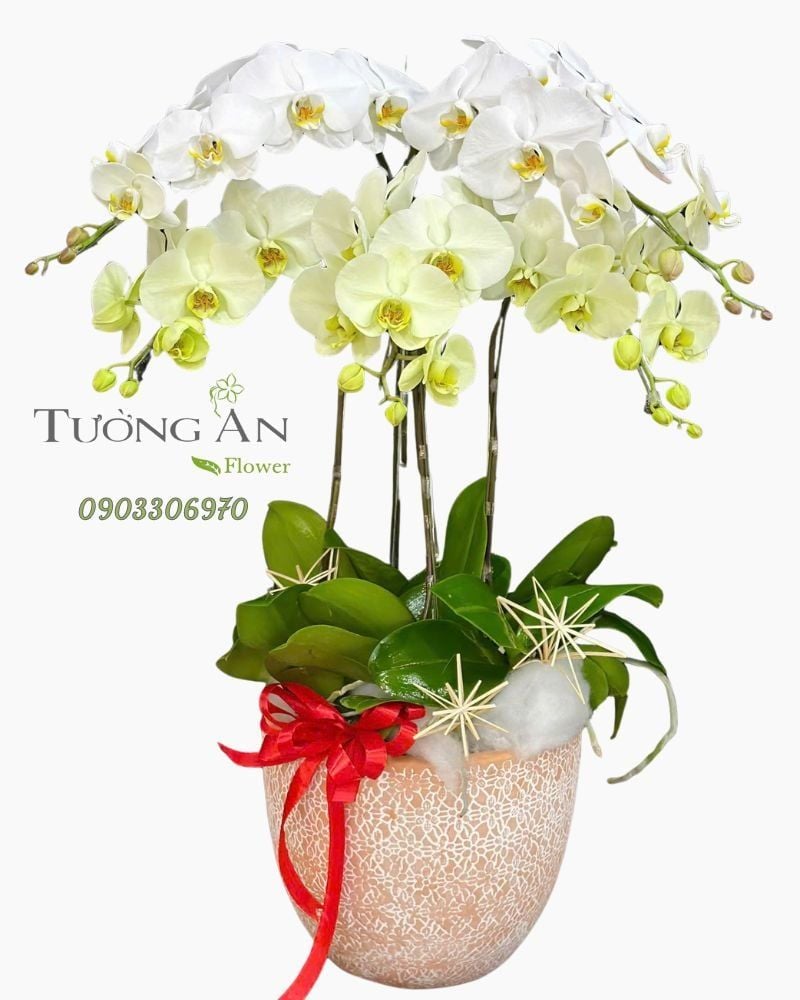  Chậu Lan Hồ Điệp Bạch Ngọc Phú An - LHD67 
